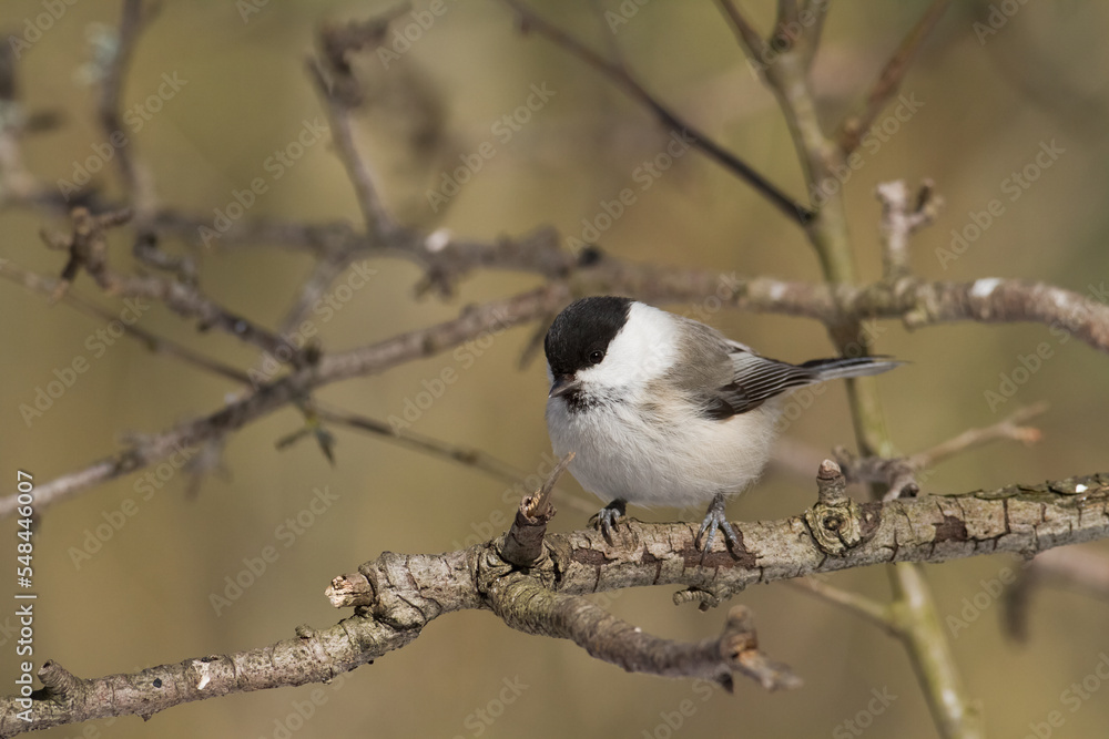 Fototapeta premium Bird - Marsh tit Poecile palustris perched on branch, winter time Poland Europe