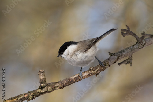 Bird - Marsh tit Poecile palustris perched on branch, winter time Poland Europe
