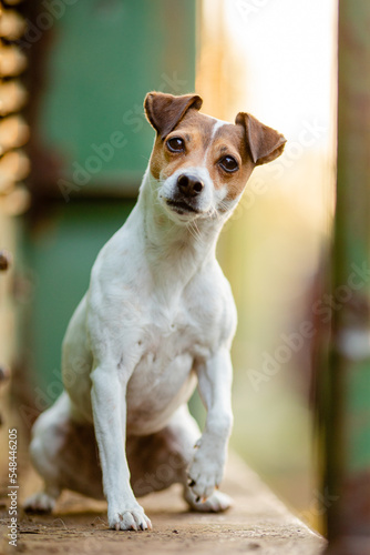  Jack Russel Terrier im Freien © Jana Weichelt