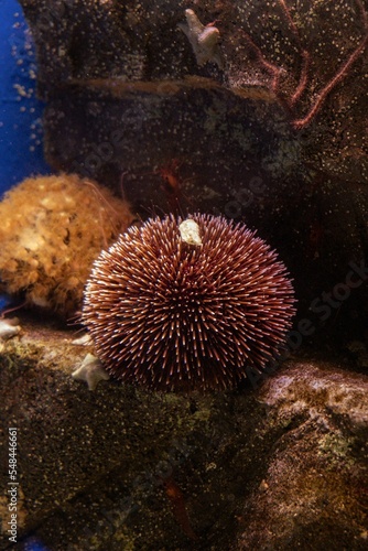 Vertical closeup of purple Sphaerechinus granularis underwater photo