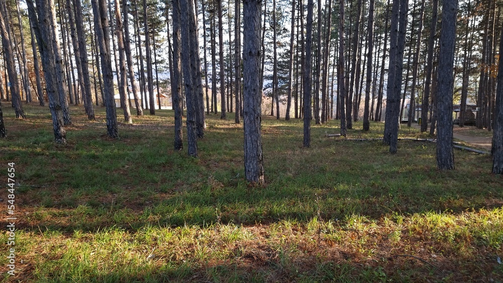Obraz premium forest in autumn