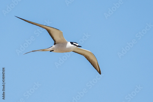 Bridled Tern in Western Australia