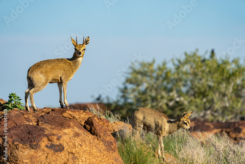 Klipspringer (Oreotragus oreotragus). Augrabies. Northern Cape. South Africa.