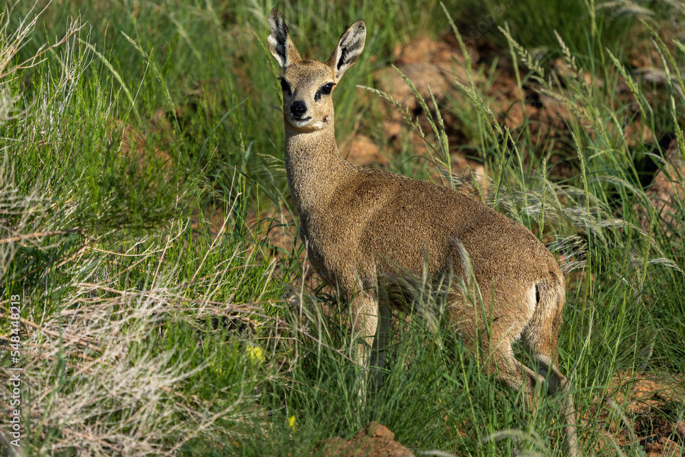 Klipspringer (Oreotragus oreotragus). Augrabies. Northern Cape. South Africa. Klipspringer (Oreotragus oreotragus). Augrabies. Northern Cape. South Africa.