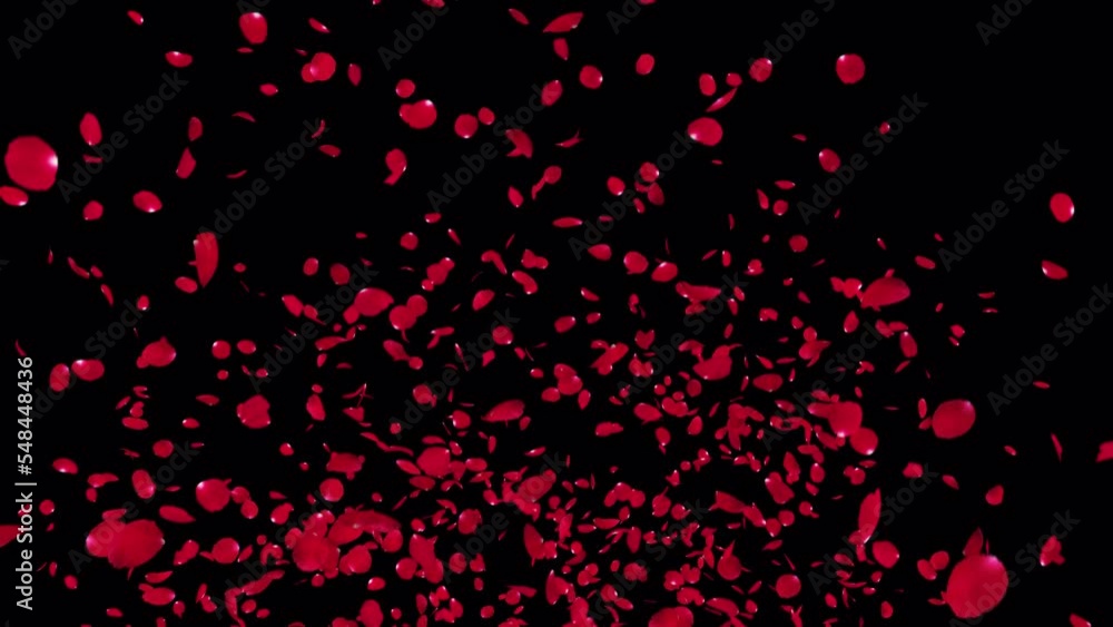 Red Rose Petals Burst with alpha Channel. Element footage place on footage or background. Red Rose Petals Burst with alpha Channel. Element footage place on footage or background.