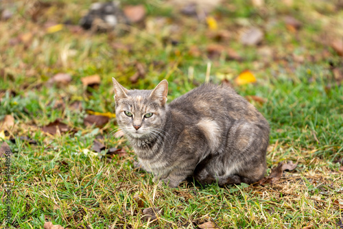 Wallpaper Mural cat on the beach Torontodigital.ca