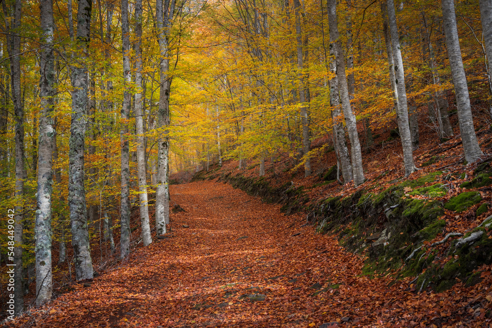 Obraz premium Colorful Autumn forest path with beech trees at Manteigas - Serra da Estrela - Portugal