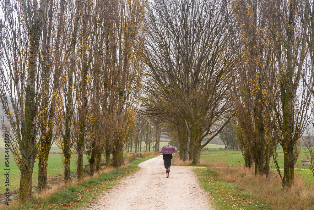 Woman walking with umbrella between trees on a rainy day Woman walking with umbrella between trees on a rainy day