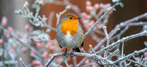 Robin on frosty branch.