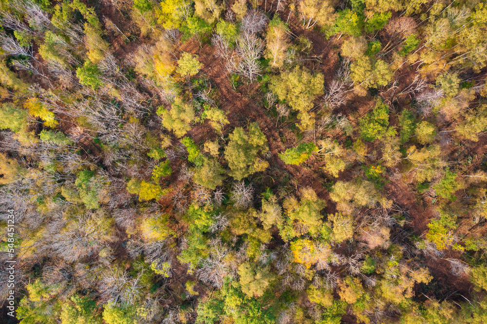 une forêt d'abre feuillus en automne en bourgogne