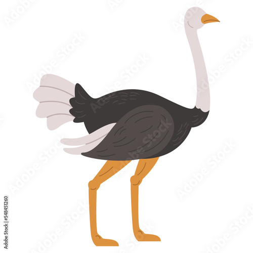 Wildlife Animal Ostrich Illustration