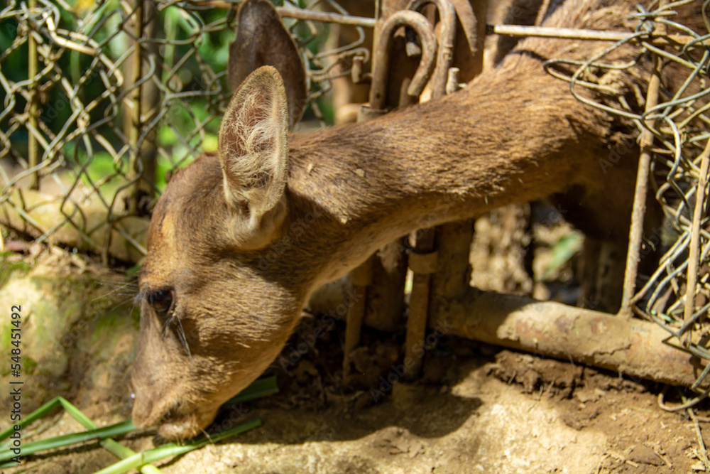 Naklejka premium Close-up view of the head of a deer in the captivity area