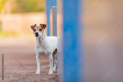 Hund - Jack Russel Terrier - bunte Umgebung