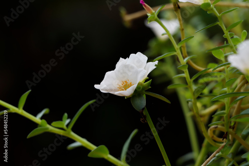 Beautiful White Ten o'clock flower