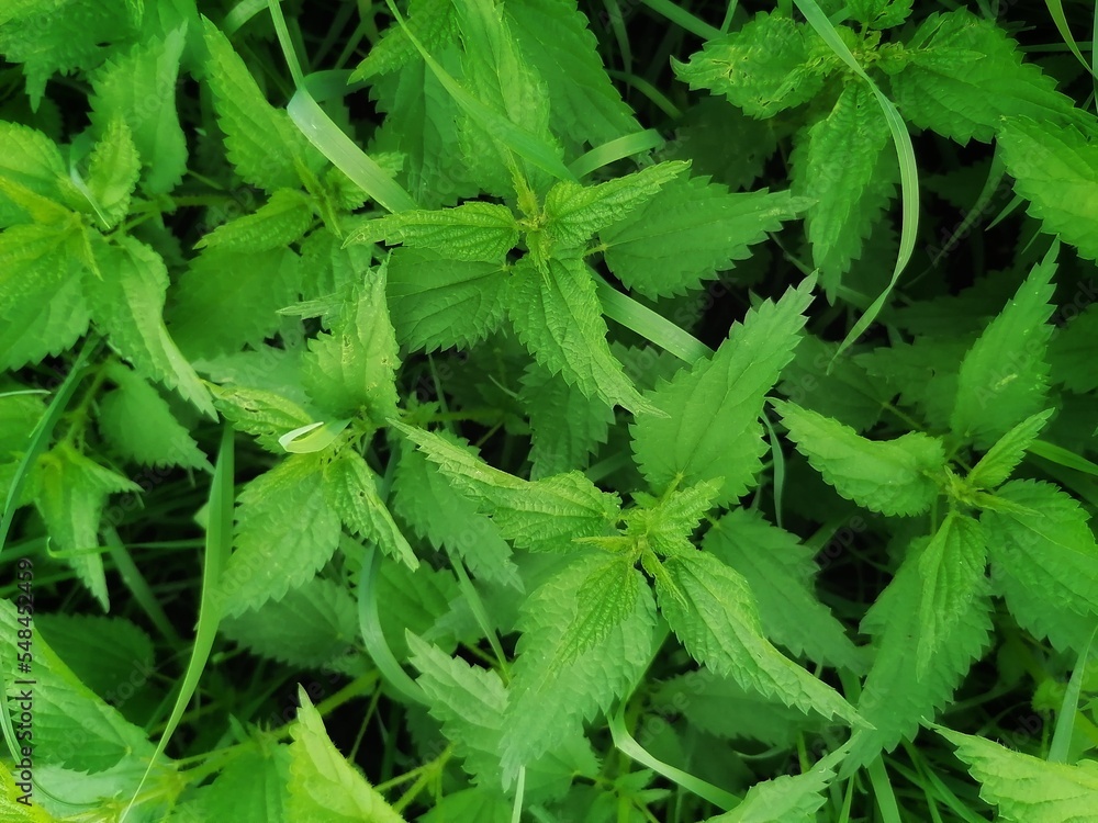 close up of nettles close up of nettles
