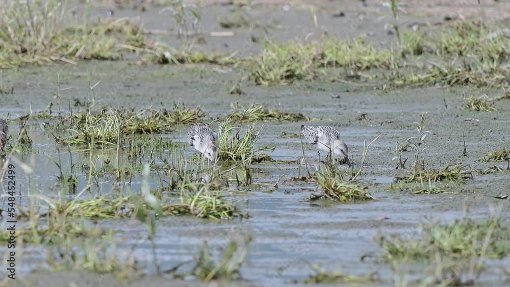 Dunlin and sanderling looking for food in the wetlands (Calidris alpina and Calidris alba) Dunlin and sanderling looking for food in the wetlands (Calidris alpina and Calidris alba)