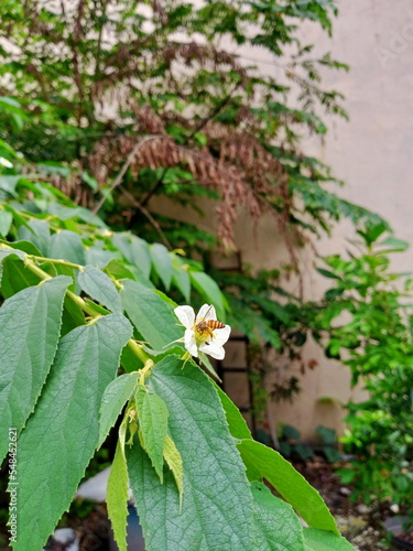bee on a flower with white flower 