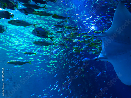 Boulogne sur Mer, March 2019: Visit of the largest aquarium in Europe - Nausicaá Centre National de la Mer	
