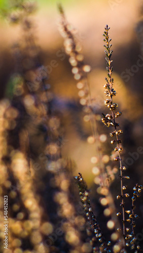 Forêt des Landes de Gascogne, dont la flore opulente est mise en valeur par la lumière du coucher du soleil © Anthony