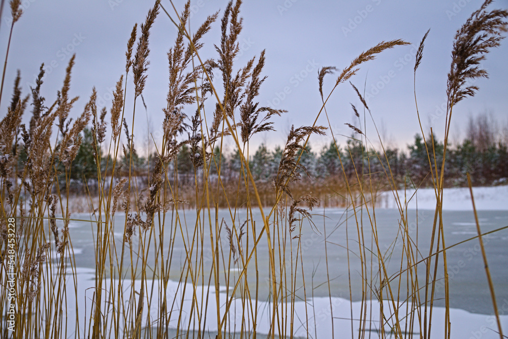 Landscape with a frozen lake. Dry reeds and an icy forest lake. Winter landscape. Landscape with a frozen lake. Dry reeds and an icy forest lake. Winter landscape.