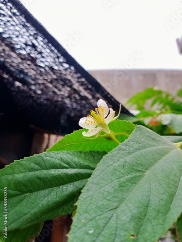 The kersen flower with white color blooming in the morning 