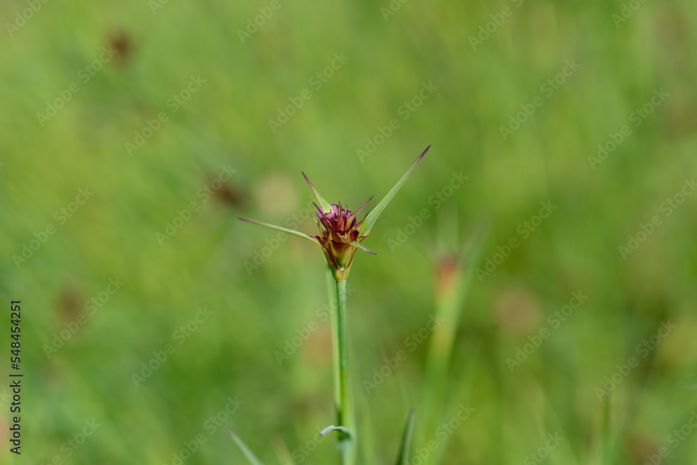 Slender-leaved Сarthusian pink flower bud Slender-leaved Сarthusian pink flower bud