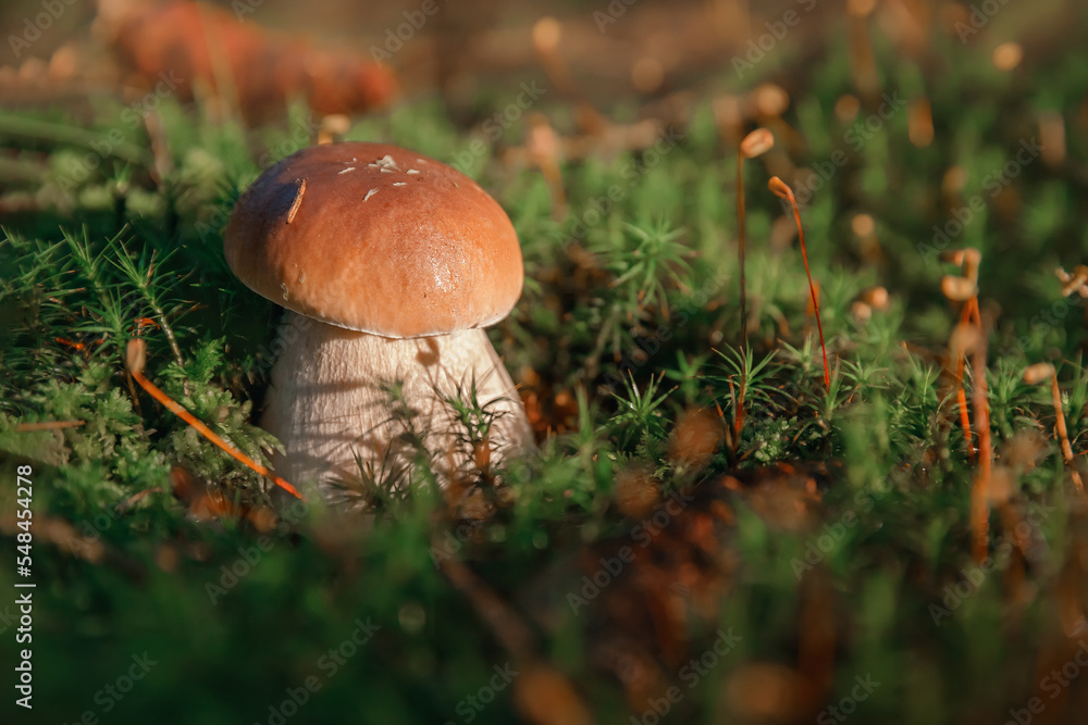 Mushroom. Porcini on moss. Boletus edulis in forest. Mushroom. Porcini on moss. Boletus edulis in forest.