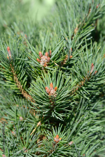 Dwarf mountain pine Gnom branches