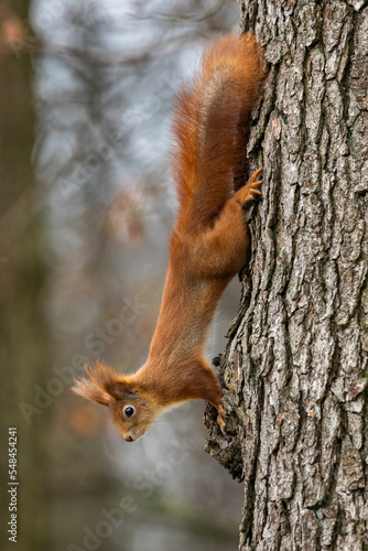 Red squirrel - Sciurus vulgaris © szczepank
