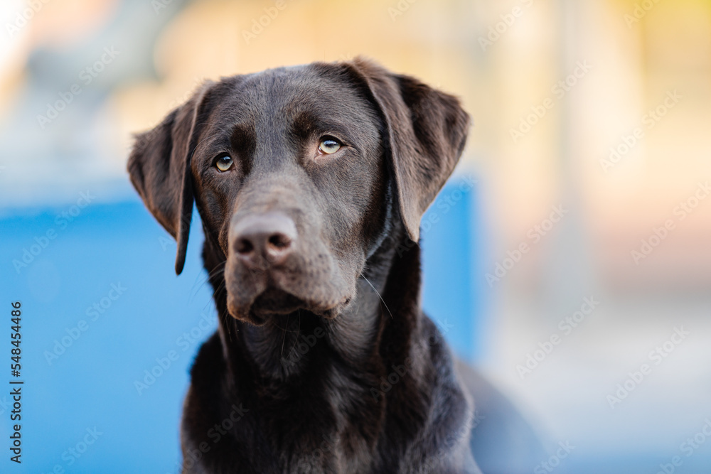 Retriever Portrait