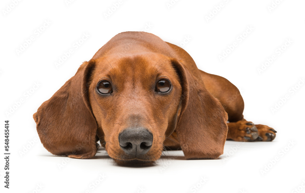 cute Dachshund Dog isolated over white background. cute Dachshund Dog isolated over white background.