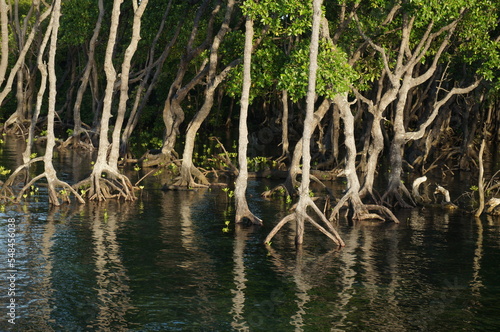 Mangrove trees in mangrove forests with twig roots grow in water.