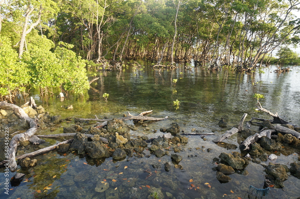 Mangrove trees in mangrove forests with twig roots grow in water. Mangrove trees in mangrove forests with twig roots grow in water.