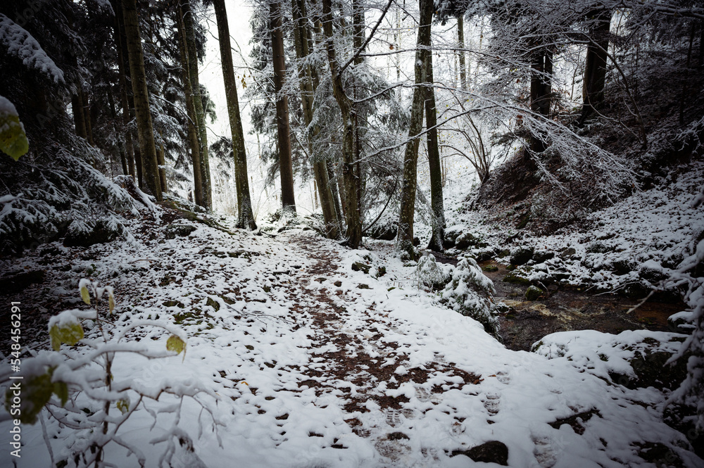 Fototapeta premium Düsterer Winterweg am Waldbach