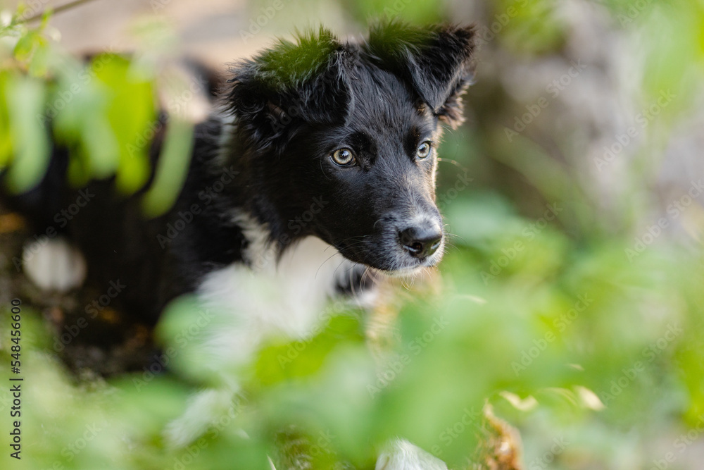 Fototapeta premium Border Collie Welpe im Garten