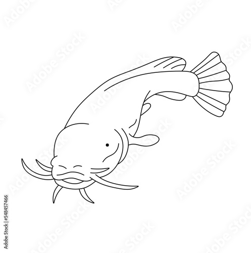 Vector isolated one large wels catfish with long barbels colorless black and white contour line easy drawing