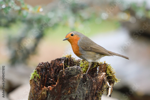 Close up of a Robin perched on a stump