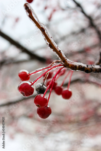Small apples in winter in an ice crust