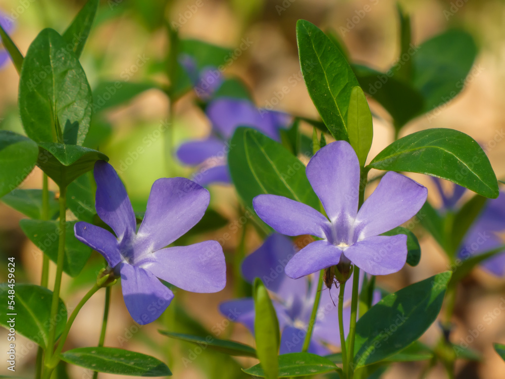 Naklejka premium Close up of beautiful spring flowers of periwinkle (Vinca minor) on background of green leaves in sunlights. Violet vinca flowers covering the meadow ground