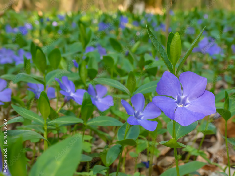 Flower bed of small periwinkle flowers (Vinca minor) in bloom, traditional easter flowers, flower background, easter spring background. Ideal for greeting festive postcard Flower bed of small periwinkle flowers (Vinca minor) in bloom, traditional easter flowers, flower background, easter spring background. Ideal for greeting festive postcard