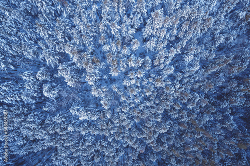 Natural landscape winter forest with fresh snow, Aerial top view blue color