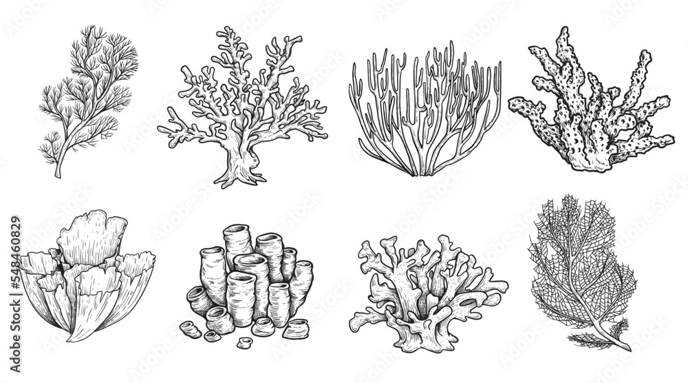 Hand drawn sketch style various corals set. Best for educational and nautical designs. Vector illustrations collection.