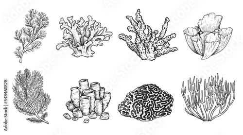 Hand drawn sketch style various corals set. Tropical reef elements. Best for educational and nautical designs. Vector illustrations collection.