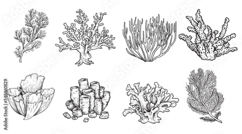 Hand drawn sketch style various corals set. Best for educational and nautical designs. Vector illustrations collection.