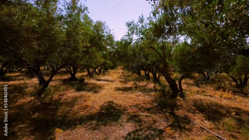 Flug durch olivenbäume, greek olive trees, traditional farmland, oliven-öl plantage, sommer   photo