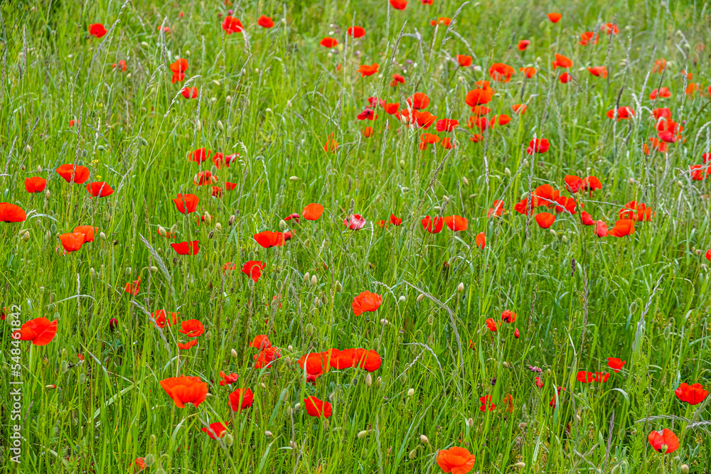 field of red poppies in spring time