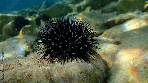 Schilderij op canvas Black sea urchin (Arbacia lixula) undersea, Aegean Sea, Greece, Thasos island