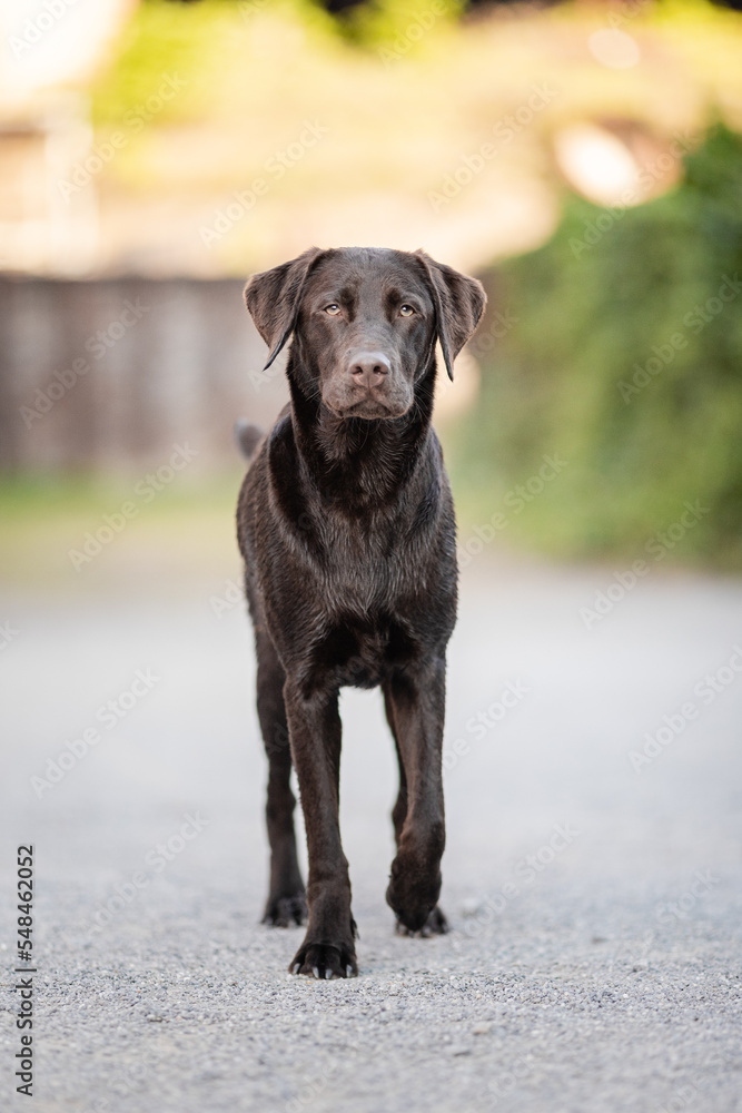 Labrador beim Freilauf - Retriever Labrador beim Freilauf - Retriever