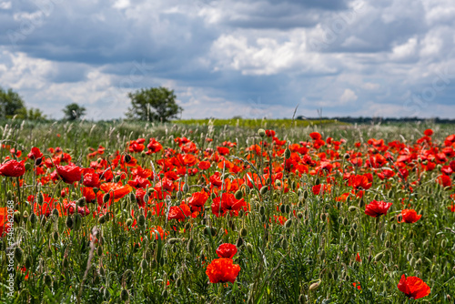 spring field of red poppies 
