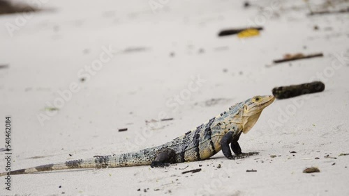 guana lizard  in the sand tropical beach  of Costa Rica jungle, Central America wildlife photo